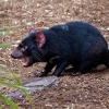 Dabel medvedovity - Sarcophilus harrisii - Tasmanian Devil o9475